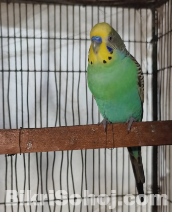 বাজিগর পাখি